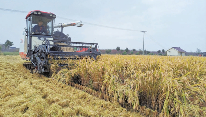 南通海門10.18萬畝水稻豐收