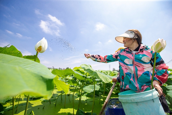 南通海安：农民在藕田中施肥