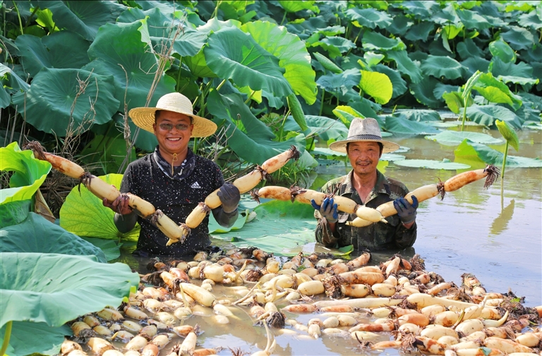 南通海安：蓮藕種植產業帶動農民增收致富