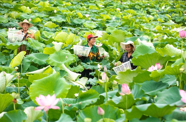 南通海安：生态荷藕种植助力乡村振兴