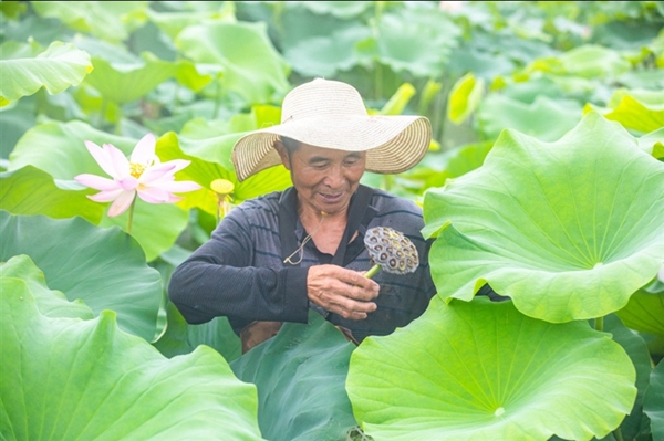 南通海安：生态荷藕种植助力乡村振兴