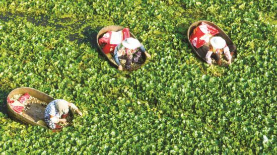 南通海安：村民在水面採菱