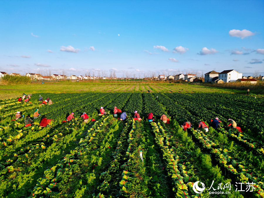 村民們正在忙著採摘蔬菜。人民網記者 王繼亮攝