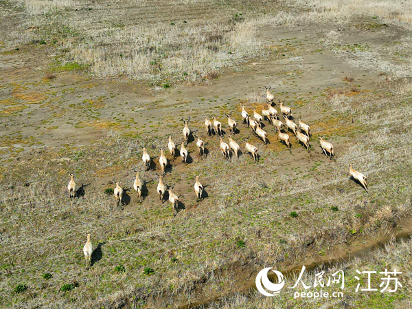 如東縣小洋口旅游度假區發現的野生麋鹿群。人民網記者 王繼亮攝