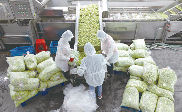南通海安：做优做强特色蔬菜产业