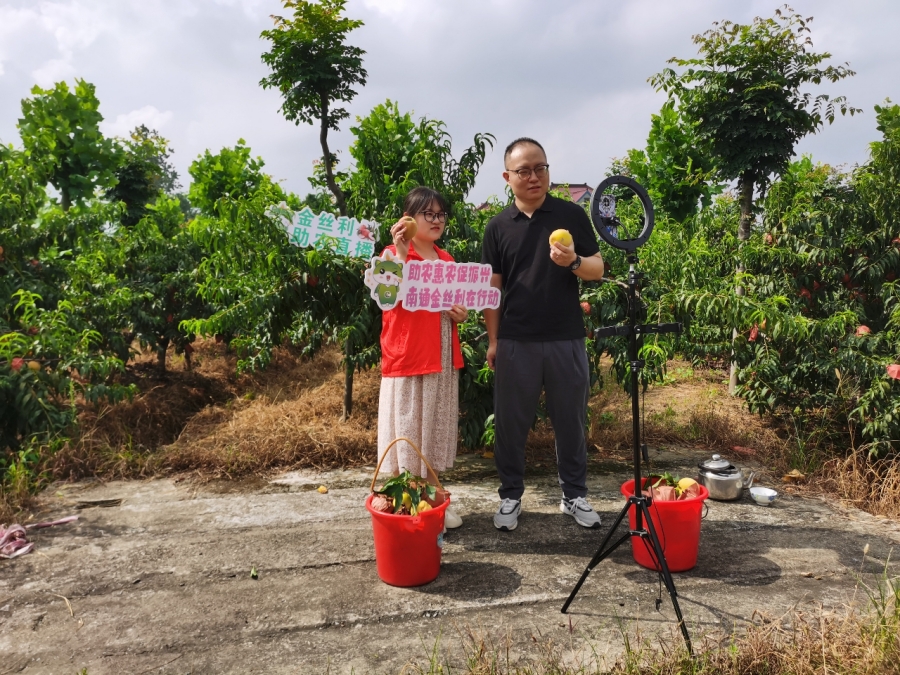 志愿者在果园直播售卖黄桃。陆建辉摄