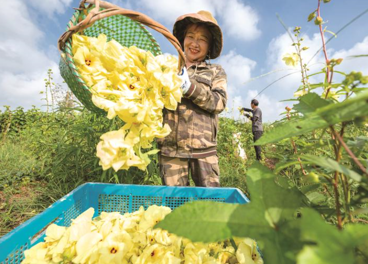 南通海安：特色种植助农增收