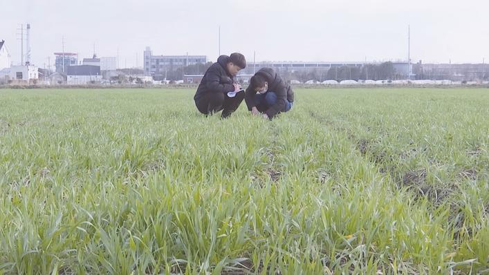 海安農技人員深入一線指導農戶進行麥田管理