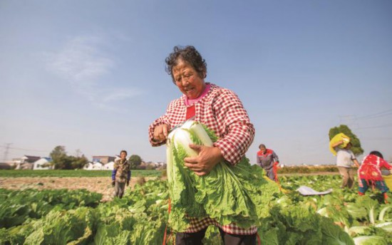 南通海安農民加緊採收大白菜確保市場供應