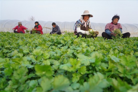 南通海安光明村村民採摘香菜供應市場