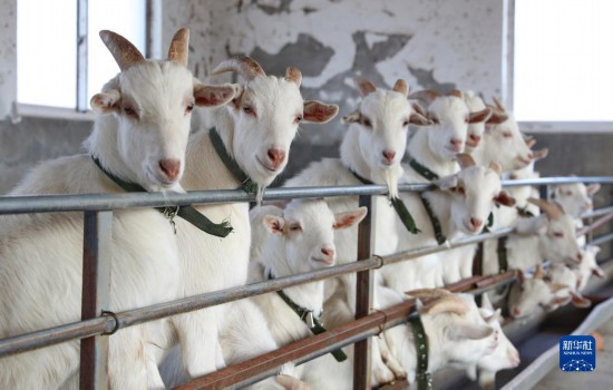 江蘇海門：山羊產業助增收