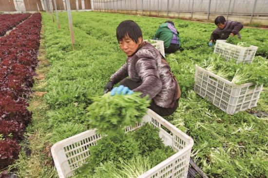南通通州：菜农温室采收蔬菜保供应