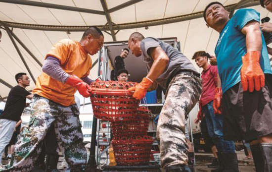 南通：开渔“第一网”沉甸甸 一条船运回10吨多梭子蟹