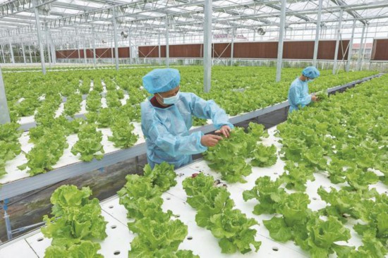 南通通州區建設“植物工廠” 年產葉類蔬菜120噸