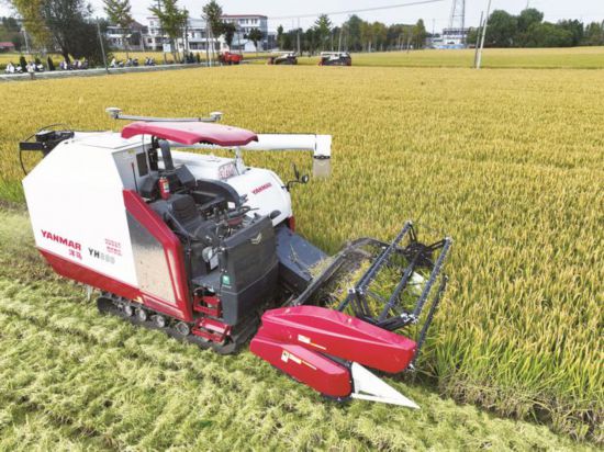 南通通州：無人機械收割水稻