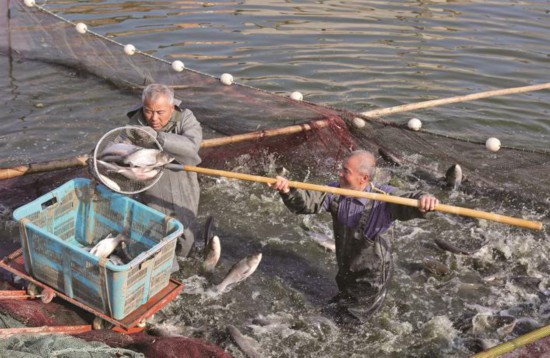 南通海安：乡村鱼塘捕捞忙